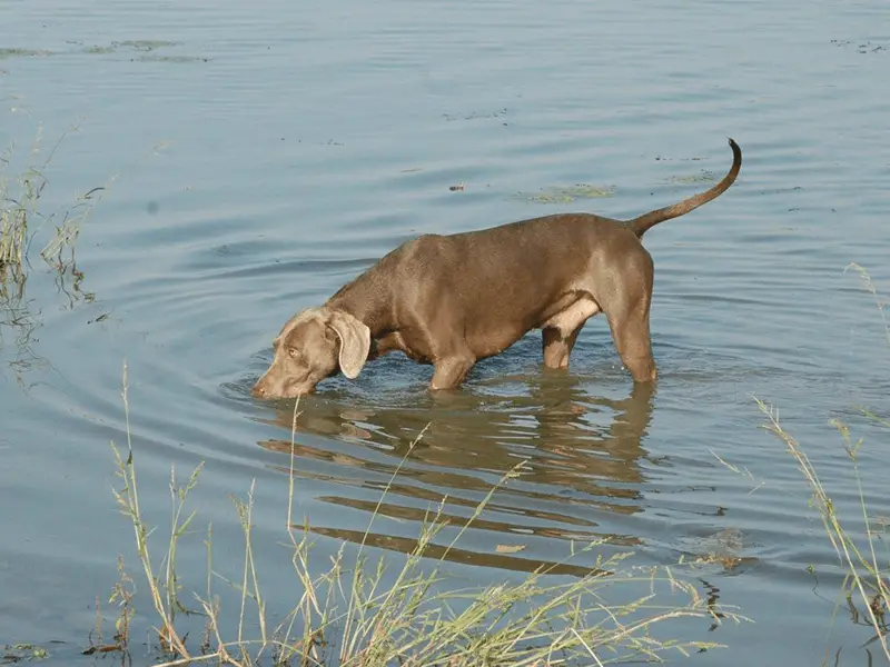 20 things why Weimaraner is the most versatile hunting dog