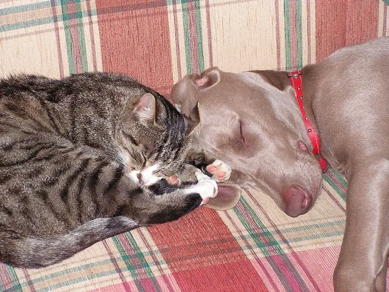 7 tips for making a dog-cat friendship