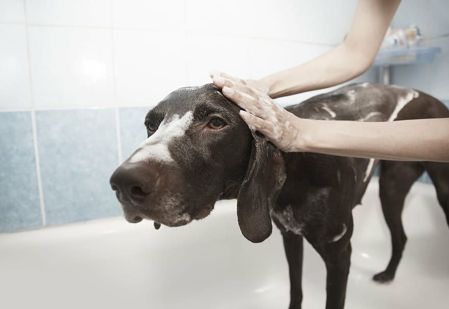 How to bathe a dog at home