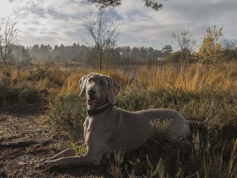 How to Teach Hunting Dog the Down Command