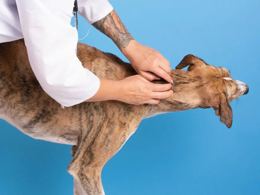 How to prevent itching in dogs caused by food Weimaraner