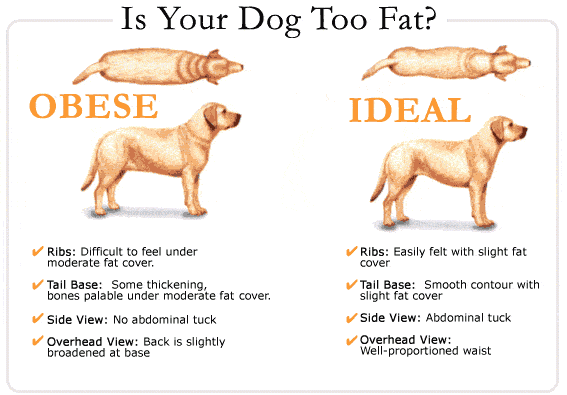 Obesity in dogs and how to treat it