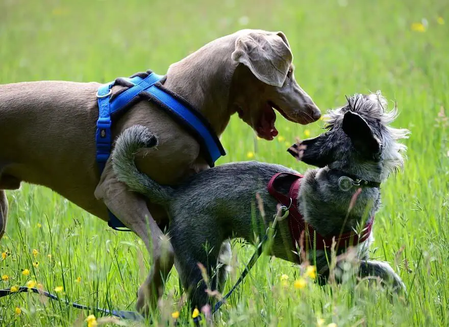 How to socialize a dog? Weimaraner Place